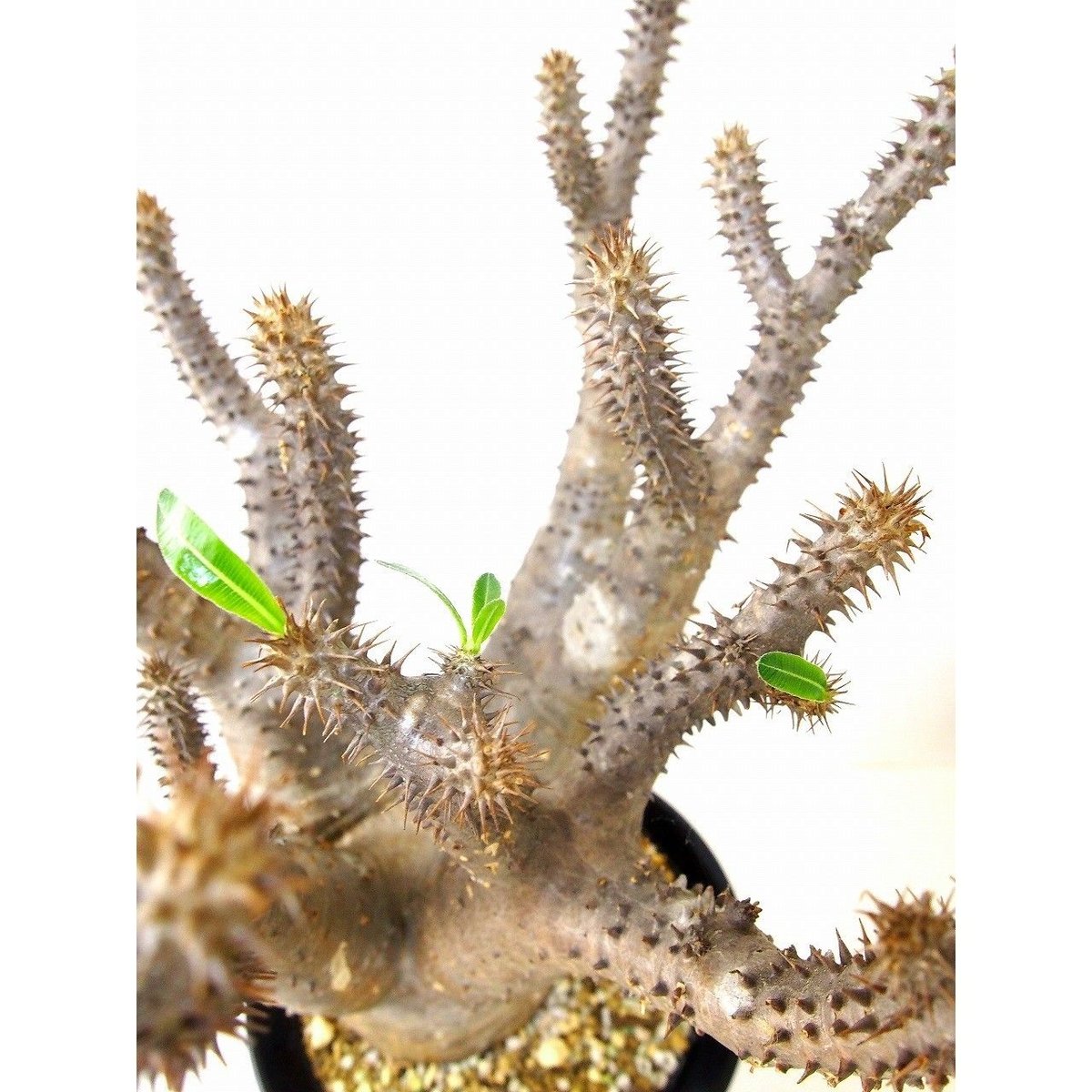 Pachypodium makayense パキポディウム マカイエンセ 魔界玉 | mana