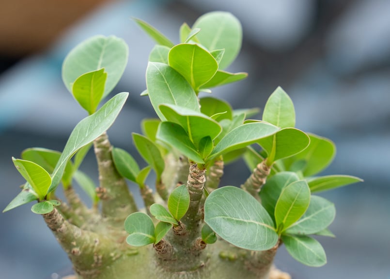 アデニウム 塊根植物 アデニウム モンスター | mana's farm:塊根植物・アガベ・ドライ