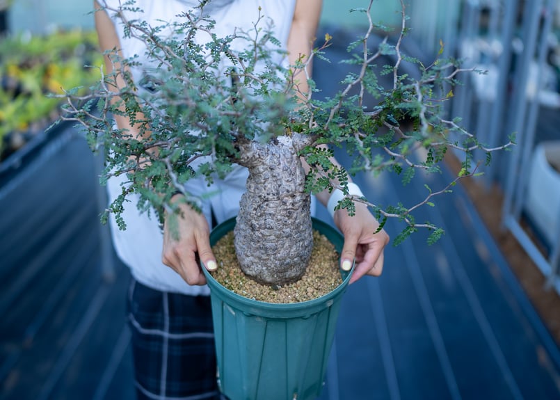 オペルクリカリア パキプス 沖縄管理株 | mana's farm:塊根植物