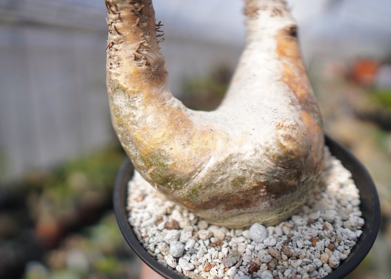 パキポディウム エブレネウム Pachypodium eburneum No.3 | mana