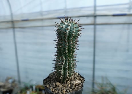 ユーフォルビア　ゼブラホリダ　Euphorbia horrida var. zebrina