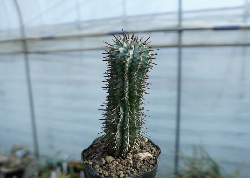 ユーフォルビア ゼブラホリダ Euphorbia horrida var. zebrina |