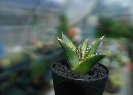 アガベ　チタノタ　黄覆輪　Agave titanota variegata