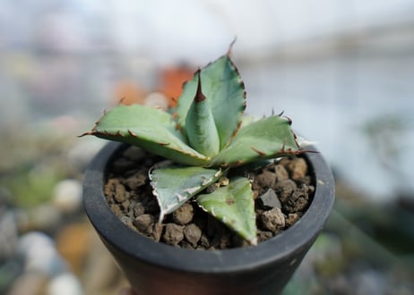 アガベ　チタノタ　ブルー　Agave Titanota Blue　No.2