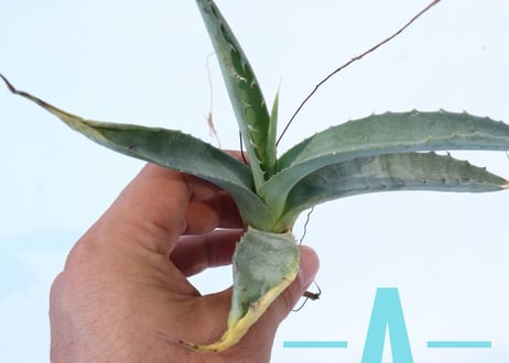Agave asperrima x gentryi 'Jaws'