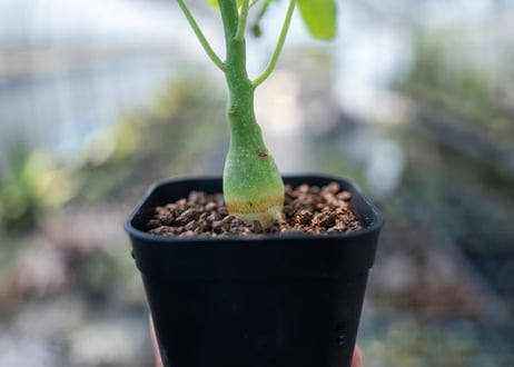 アデニア グラウカ  Adenia glauca　NO.5