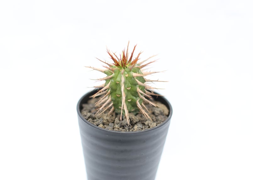 ユーフォルビア ビグエリー | mana's farm:塊根植物・アガベ・ドライ