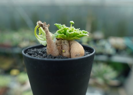 オトンナ　チュベローサ　Othonna tuberosa No.1
