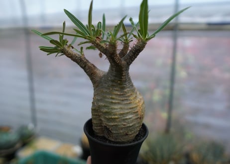 パキポディウム　グラキリス　Pachypodium  Gracilius No.3