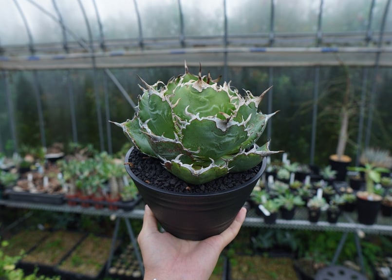 アガベ チタノタ 白鯨? 子株付 Agave Titanota Oteroi-