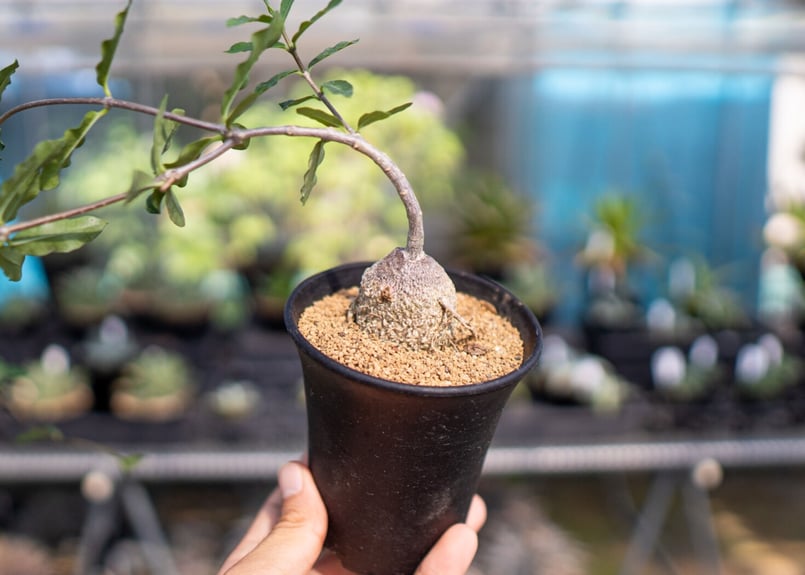 フォッケア エデュリス 火星人 | mana's farm:塊根植物・アガベ