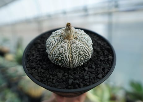 アストロフィツム　スーパー兜　Astrophytum asterias 'Superkabuto' No.3