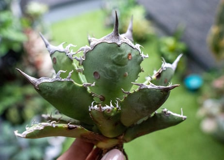 Agave titanota FO-76 B NO.5