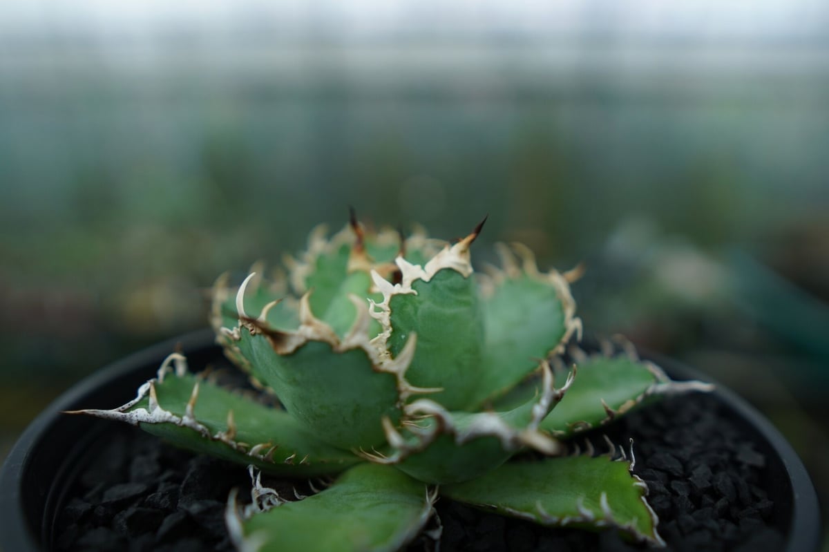 アガベ チタノタ フィリグリー agave titanota filigree No.5 |