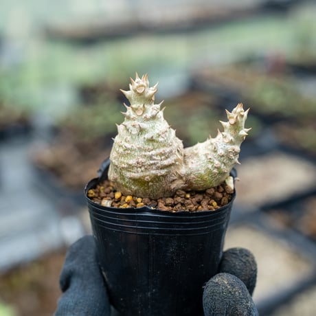 ネギ塩タン パキポディウム ウィンゾリー 種子 50粒 国内実生 パキポディウム ウィンゾリー 実生 50 ネギ塩タン パキポディウム