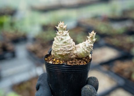 希少　ボスウェリア　リヴァエ　ベアルート　コミフォラ　　パキプス 希少 ボスウェリア リヴァエ ベアルート コミフォラ パキプス 希少