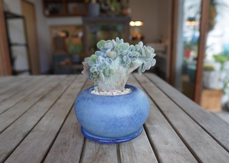 エケベリア　フロスティー　Echeveria pulvinata "Frosty"