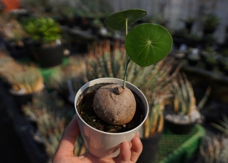 ステファニア　エレクタ　Stephania erecta　NO.2