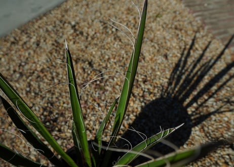 ユッカ　カルネロサーナ Yucca carnerosana  No.2