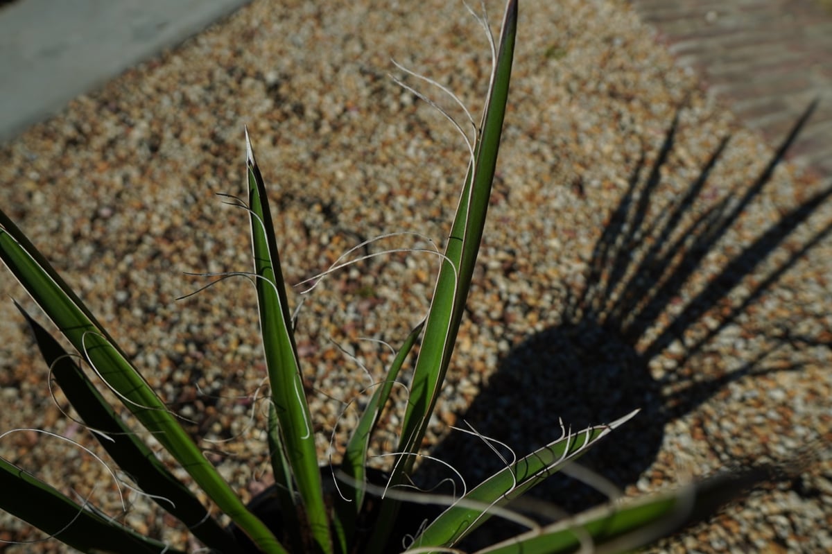 ユッカ カルネロサーナ Yucca carnerosana No.2 | mana's fa