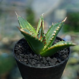 生長が速度が早い】小さいアガベを多数アップします。 | mana's farm