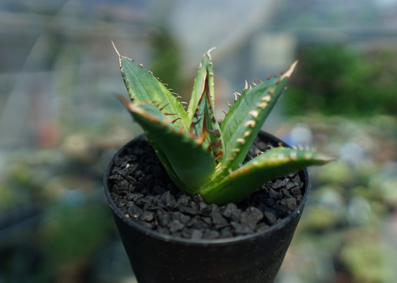 アガベ チタノタ 黄覆輪 Agave titanota variegata | mana's