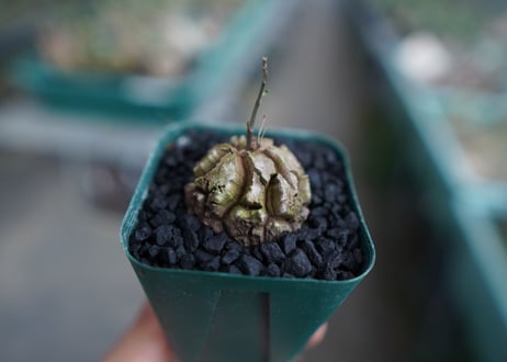 亀甲竜　Dioscorea elephantipes　No.3