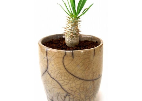 パキポディウム イノピナツム　Pachypodium inopinatum