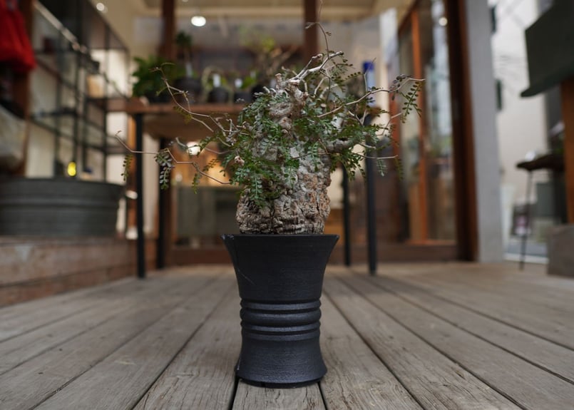 オペルクリカリア パキプス Operculicarya pachypus | mana's f