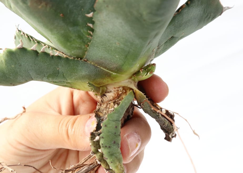 5bbe1dd5ef843f27a1000e01