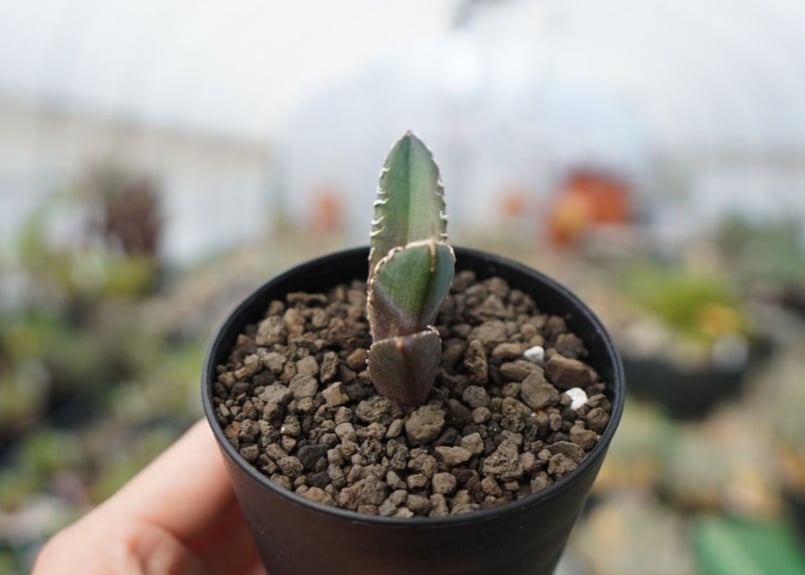 agave 鬼爪 雪峰 №10 | mana's farm:塊根植物・アガベ・ドライガーデン