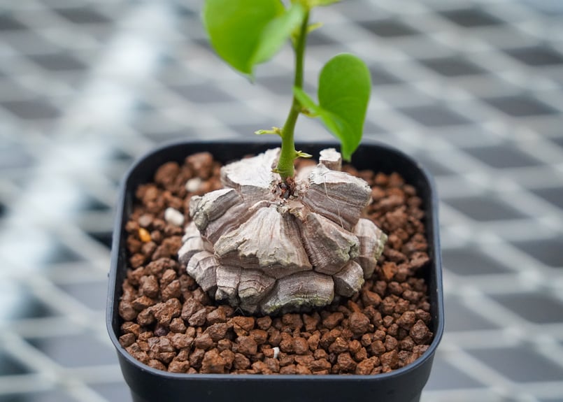 亀甲竜 No.4 | mana's farm:塊根植物・アガベ・ドライガーデン植物販売