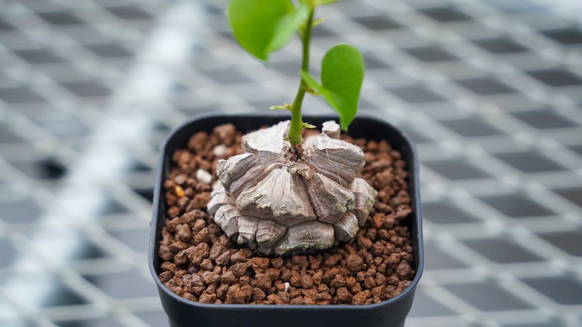 亀甲竜 No.4 | mana 