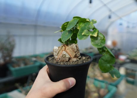 亀甲竜　Dioscorea elephantipes　C2