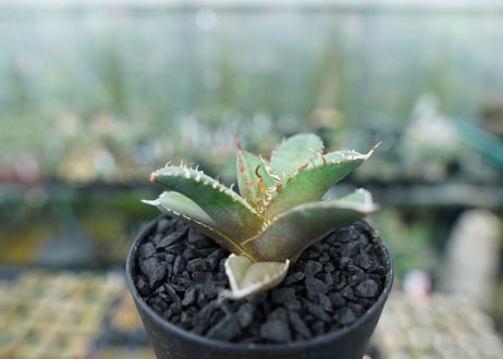 アガベ　チタノタ　FO-76　Agave titanota  FO-76　No.5