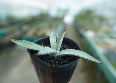 アガベ　屈原の舞扇 Agave 'Kutsugen no Maiougi'   No.4