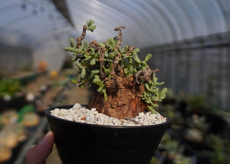 ケラリア ピグマエア② Ceraria pygmaea② ケラリア ピグマエア Ceraria pygmaea No.2 | mana's farm: