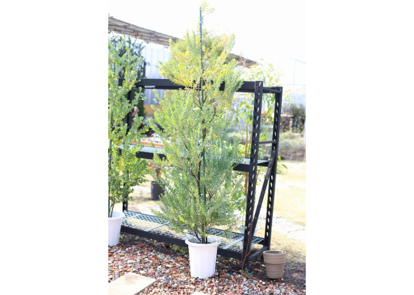 アカシア ブルーブッシュ | mana's farm:塊根植物・アガベ・ドライ