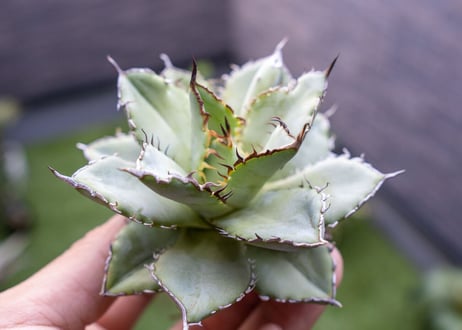 Agave titanota Flligree NO.3