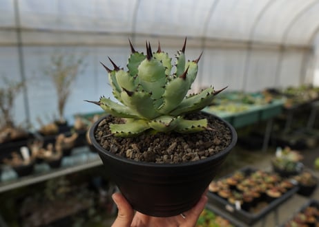 アガベ　マクロアカンサ×ポタトラム　 Agave macroacantha×potatorum