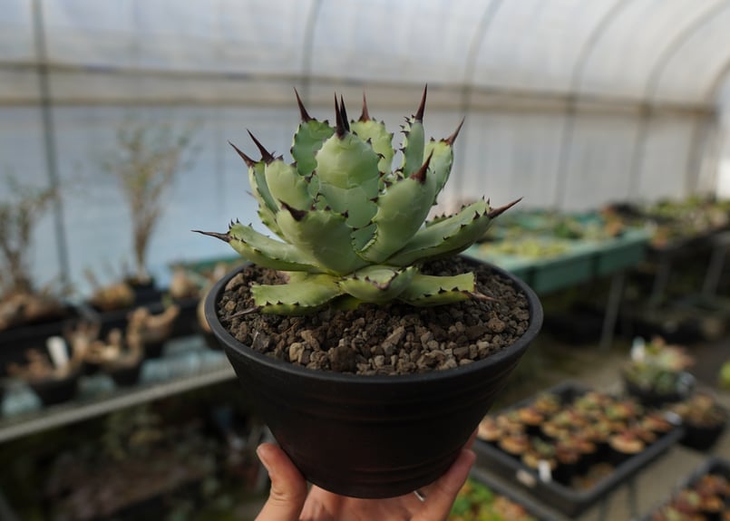 アガベ マクロアカンサ×ポタトラム Agave macroacantha×potatorum