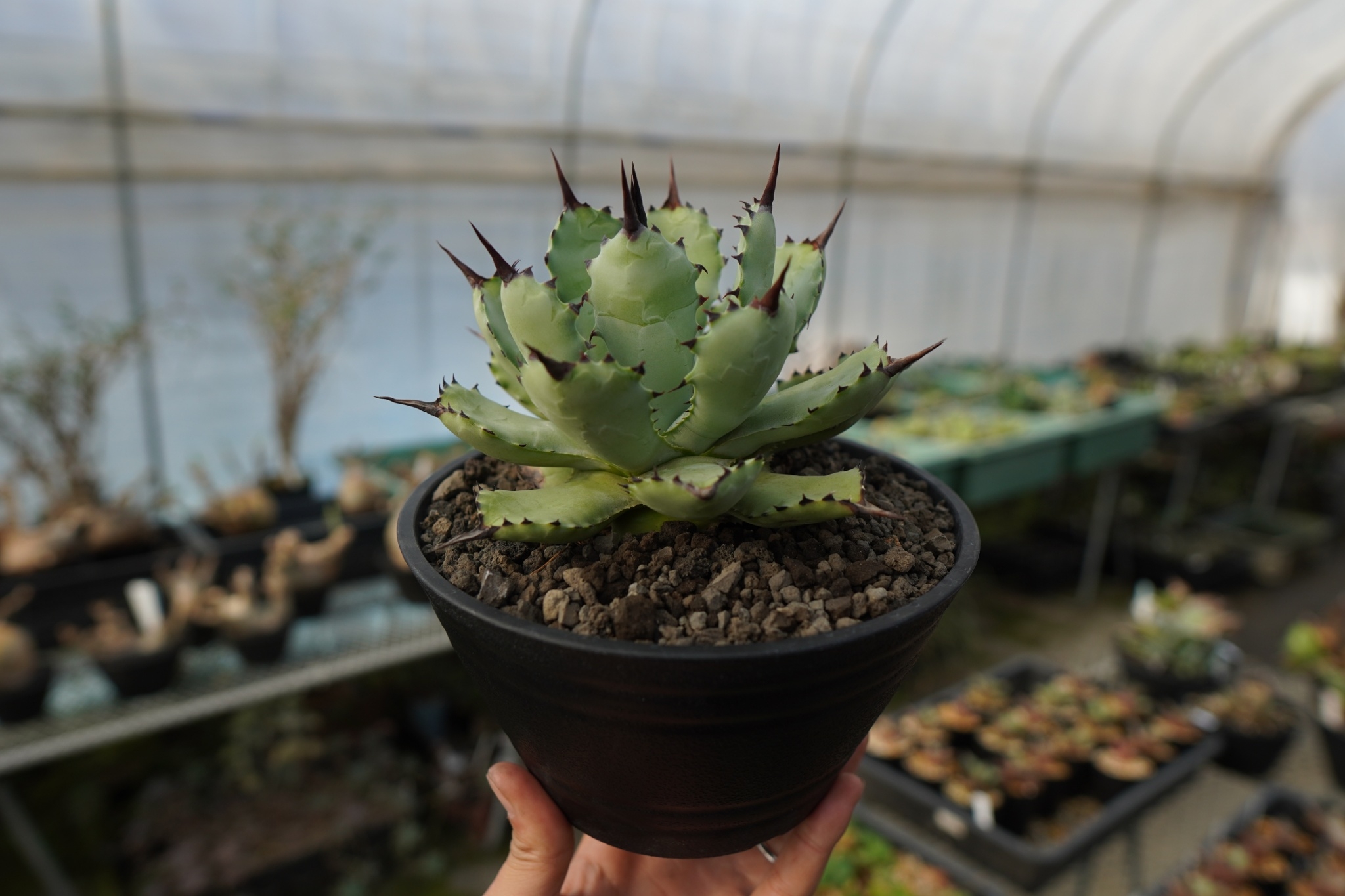 親株　アガベhybrid potatorum × macroacantha鉢ごと アガベ マクロアカンサ×ポタトラム Agave macroacantha×potatorum