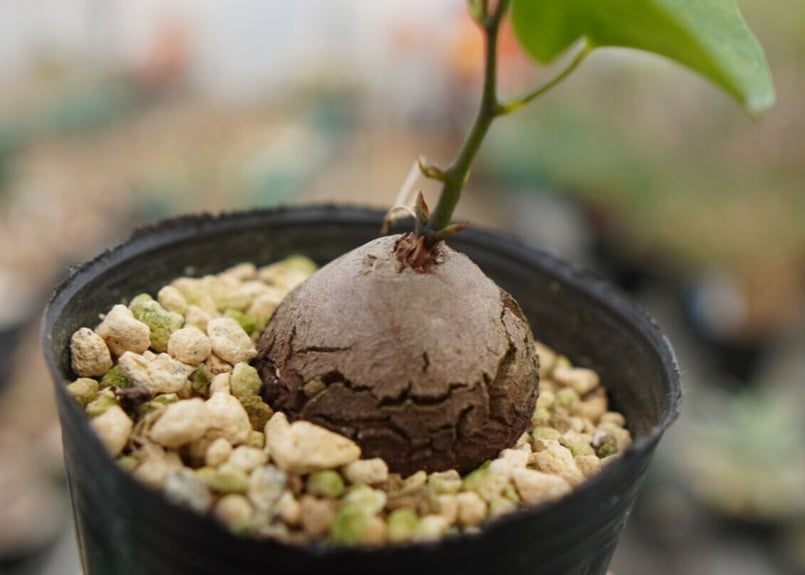 心*-様 亀甲竜 亀甲竜 4号 H30×W15 かっこいいですけどね 鉢は変えればいいんです