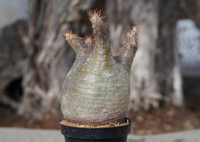 パキポディウム グラキリス No.7 | mana's farm:塊根植物・アガベ