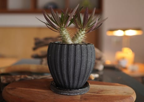 パキポディウム・ロスラーツム　ドラケイ　2頭　Pachypodium rosulatum var. drakei