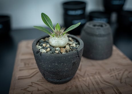 Wildfire Studio × mana's farm POT mini Limited