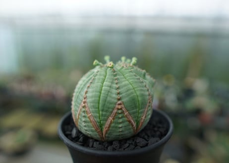 ユーフォルビア　オベサ　Euphorbia obesa