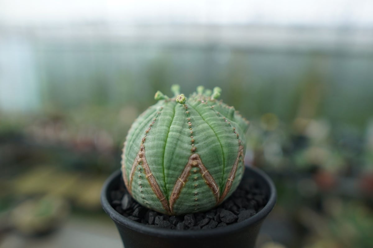 ユーフォルビア オベサ Euphorbia obesa | mana's farm:塊根植物・