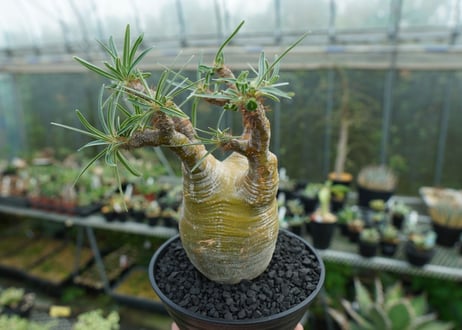 パキポディウム　グラキリス　 Pachypodium Gracilius  No.1