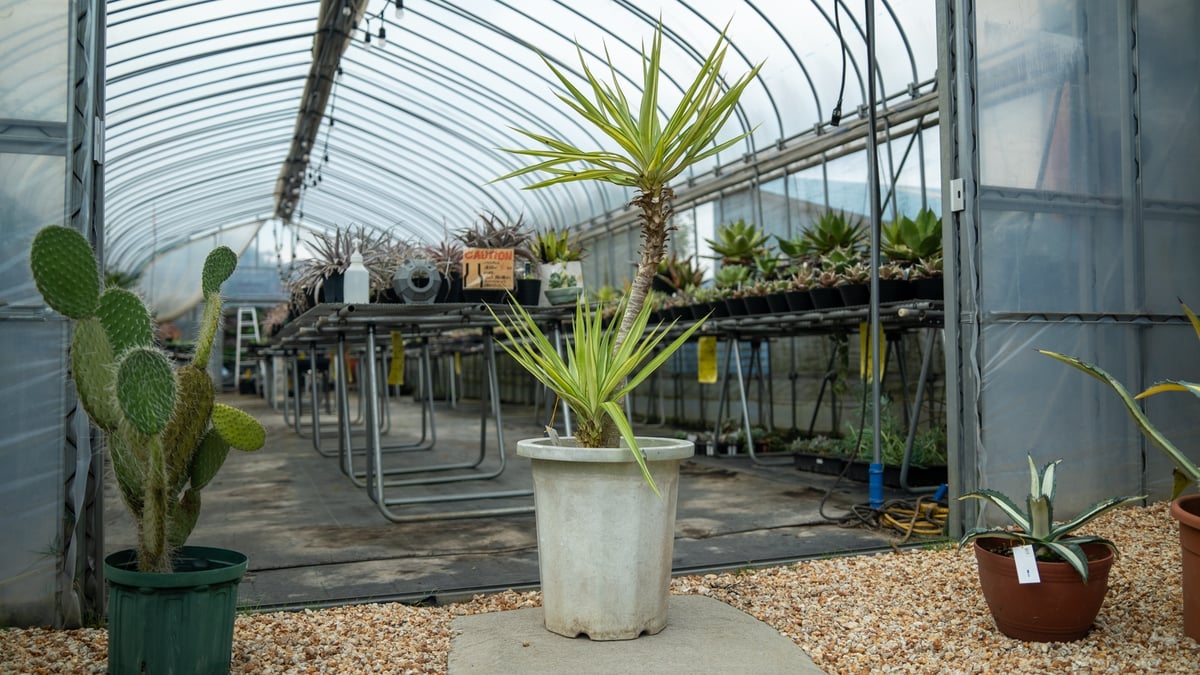 【引き取り限定】多頭ユッカ・エレファンティペス ドライガーデン ブランチタイプ 引き取り限定】多頭ユッカ・エレファンティペス ドライガーデン